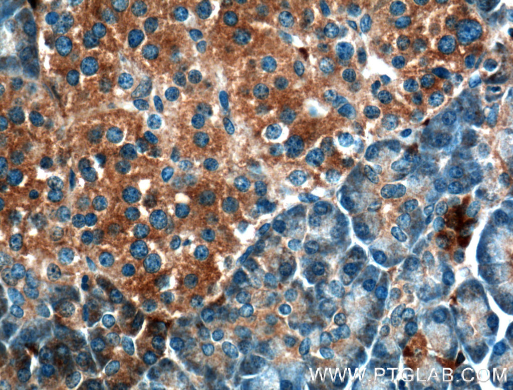 UBXN10 Polyclonal antibody