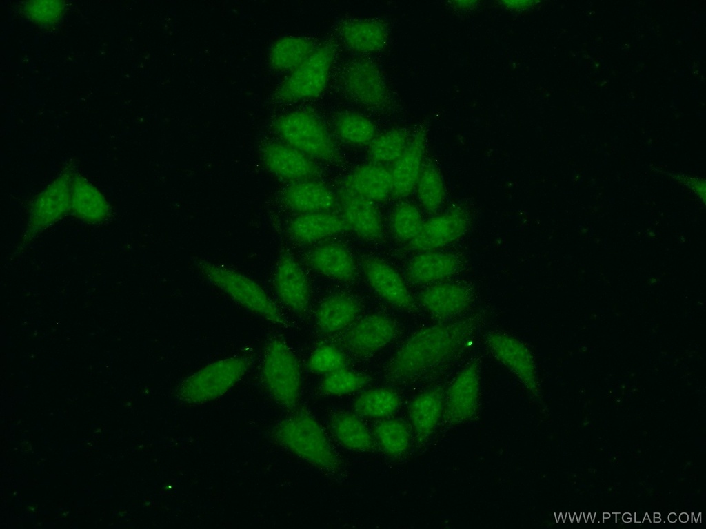 ZC3H11A Polyclonal antibody