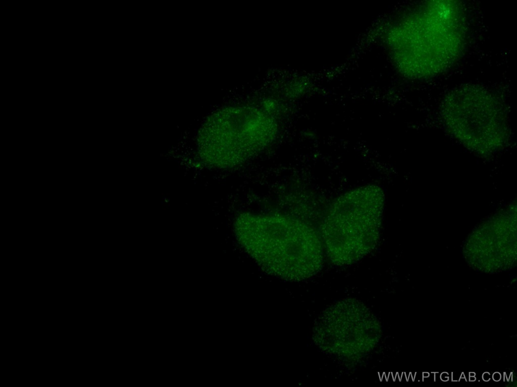 C1orf58 Polyclonal antibody