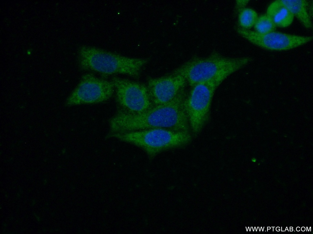 C14orf28 Polyclonal antibody