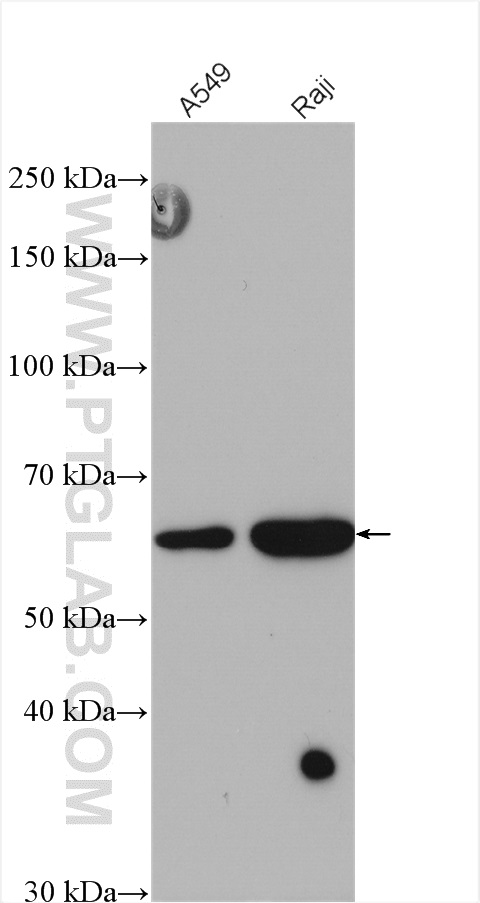 METTL14 Polyclonal antibody