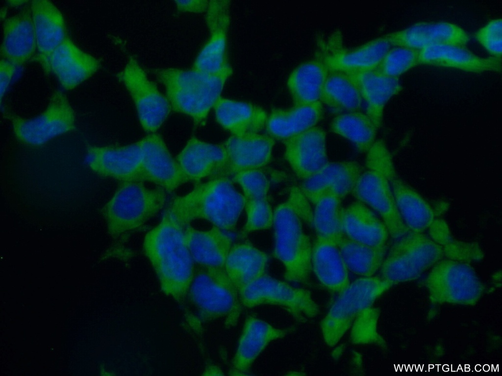 EIF3A Polyclonal antibody