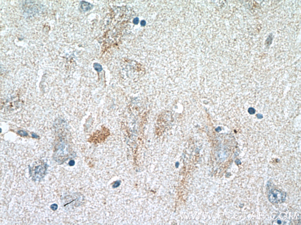 GLDN Polyclonal antibody