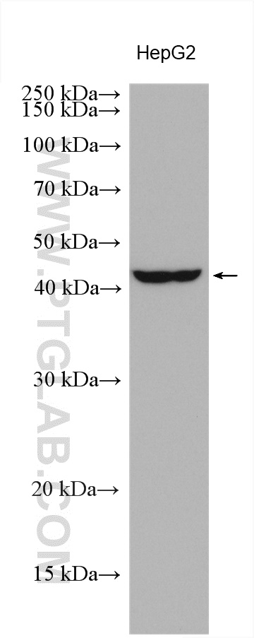 OBFC1 Polyclonal antibody