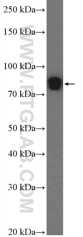 L3MBTL4 Polyclonal antibody