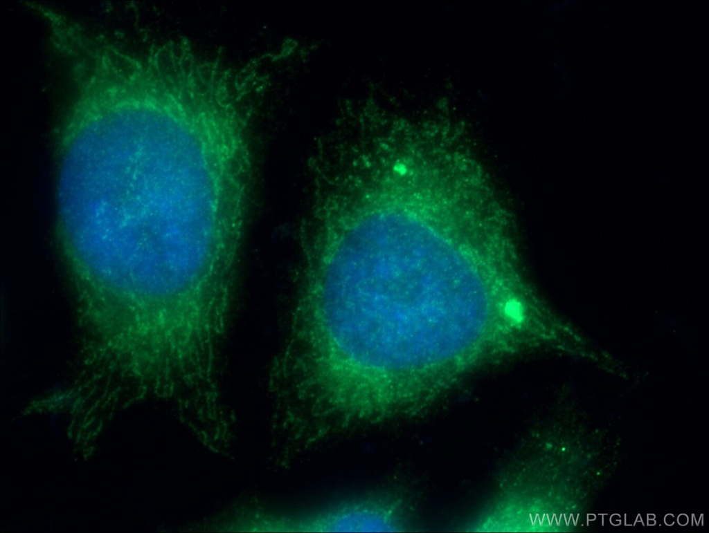 C5orf33 Polyclonal antibody