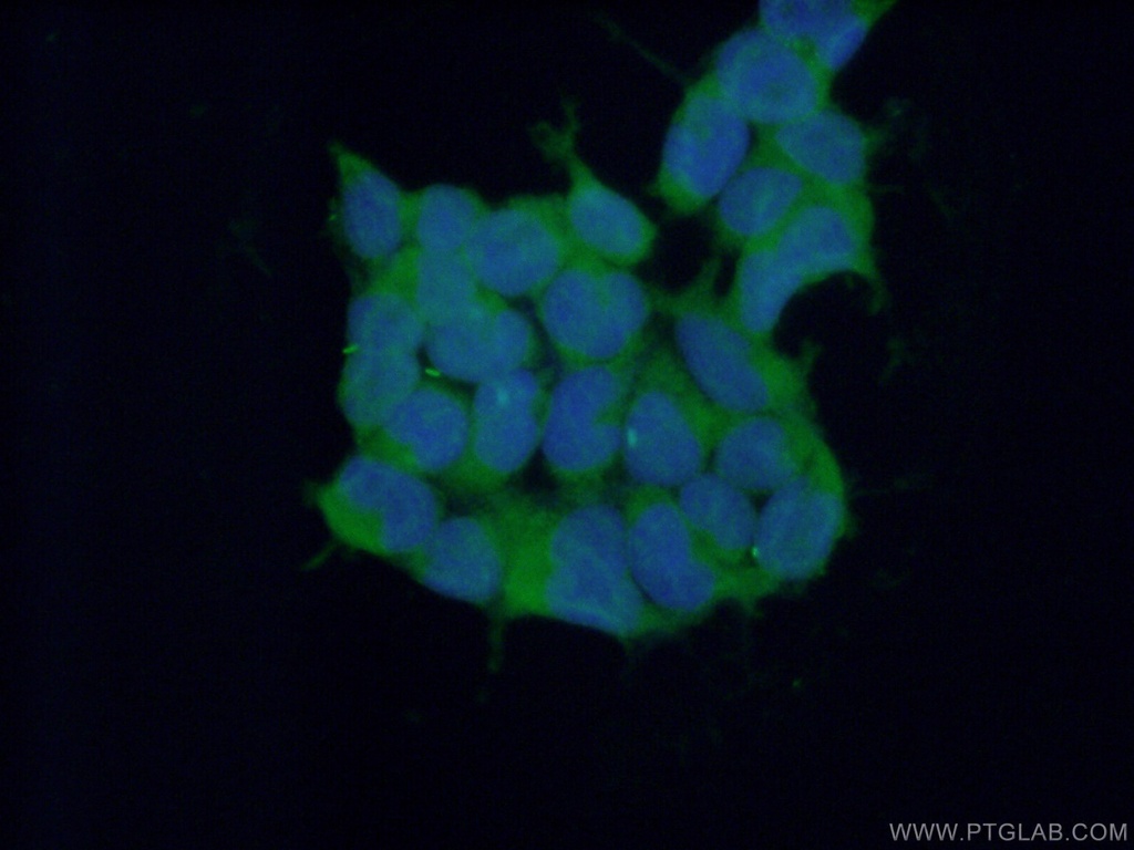 RNF14 Polyclonal antibody