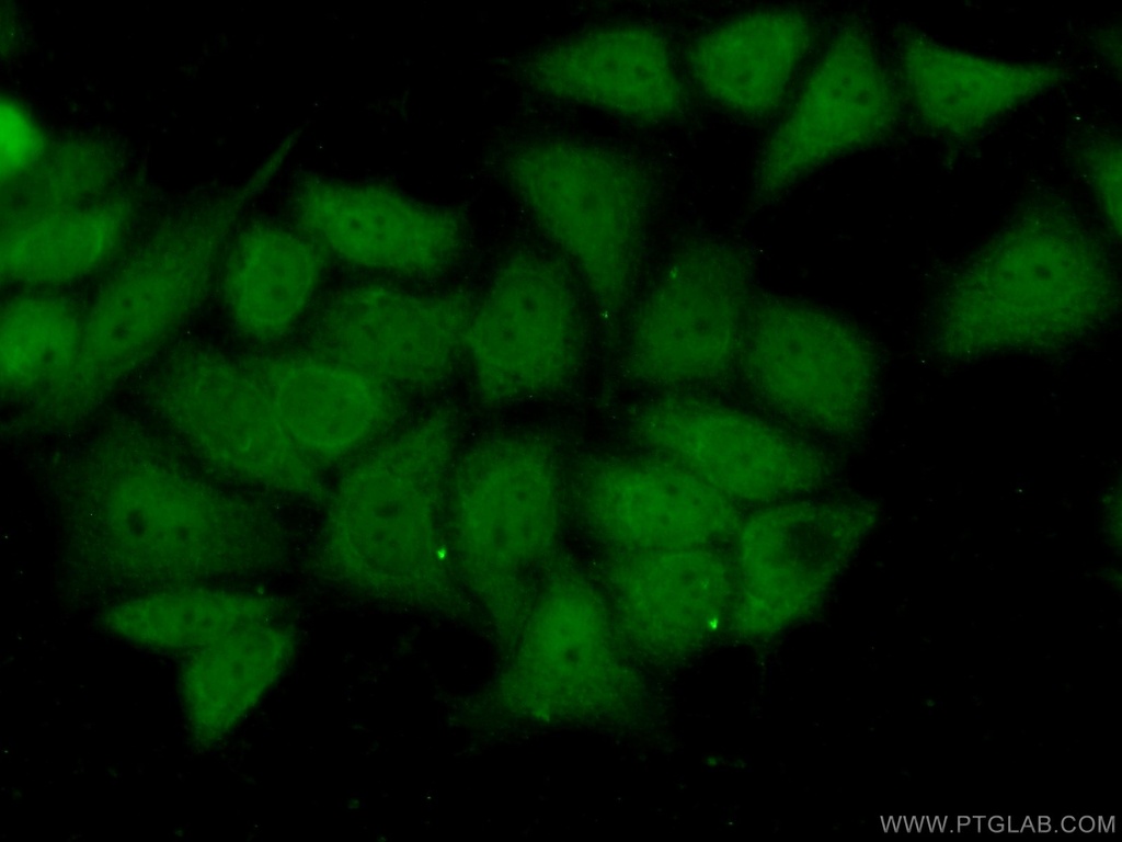 BAG6 Polyclonal antibody