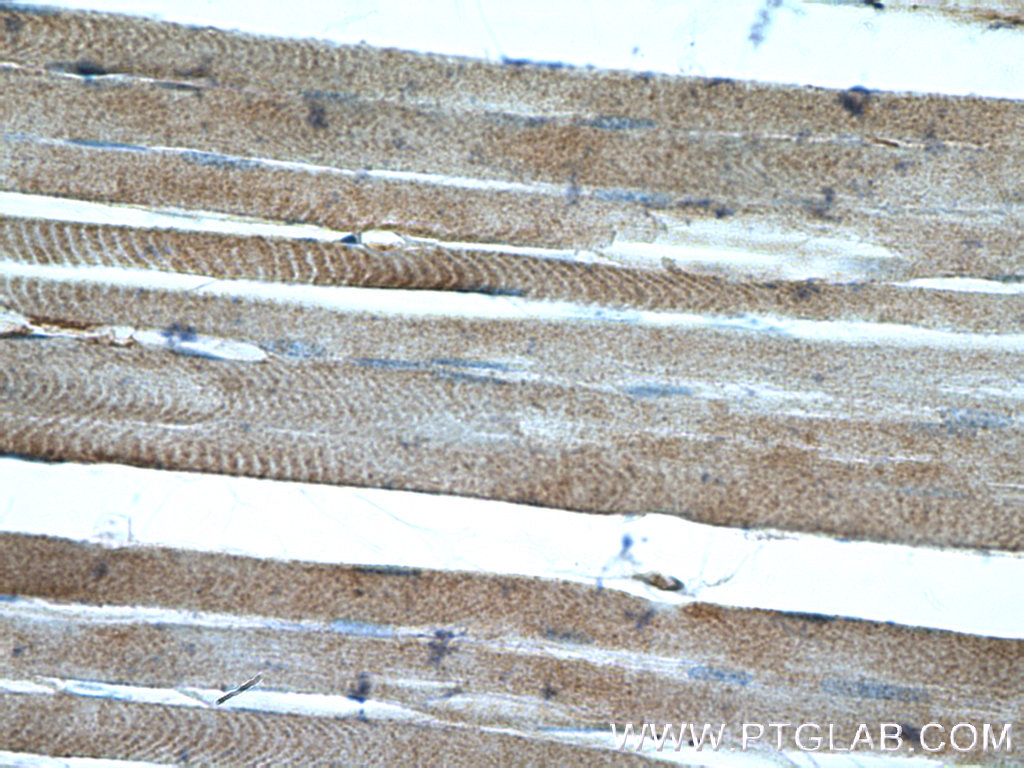 PANX2 Polyclonal antibody