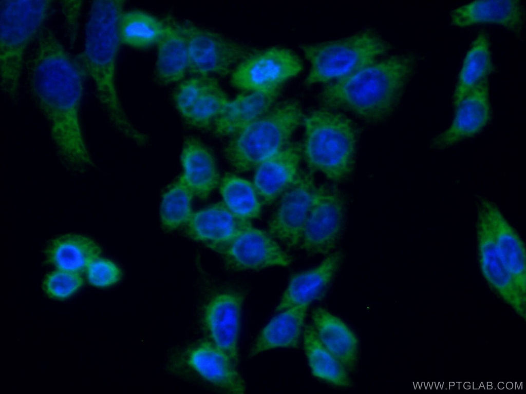 REEP4 Polyclonal antibody
