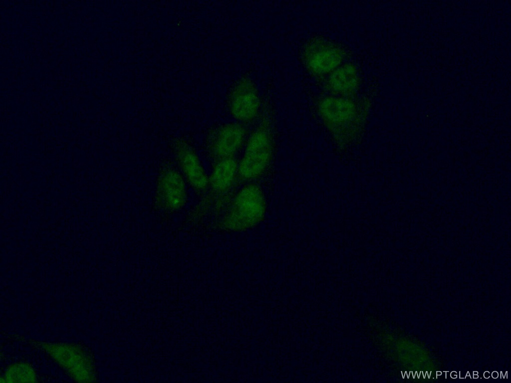 LIN37 Polyclonal antibody