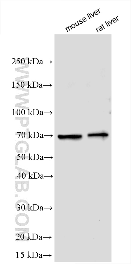 FLVCR2 Polyclonal antibody