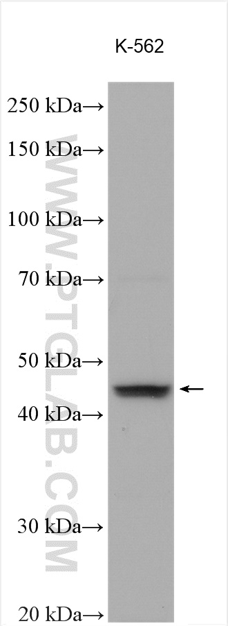 GDF11 Polyclonal antibody