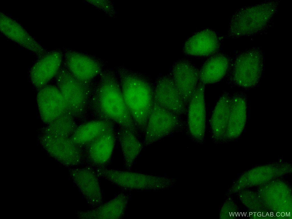 Cyclin D3 Polyclonal antibody