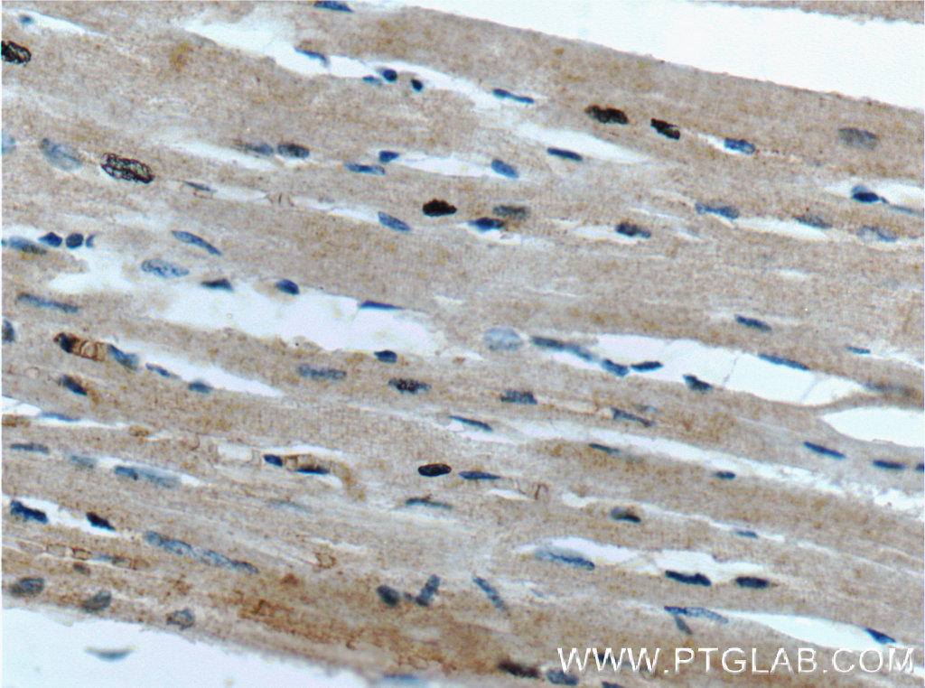 FAM175B Polyclonal antibody