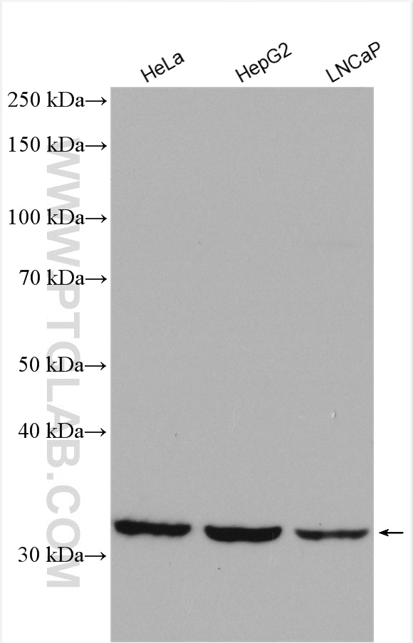 SLC35A3 Polyclonal antibody