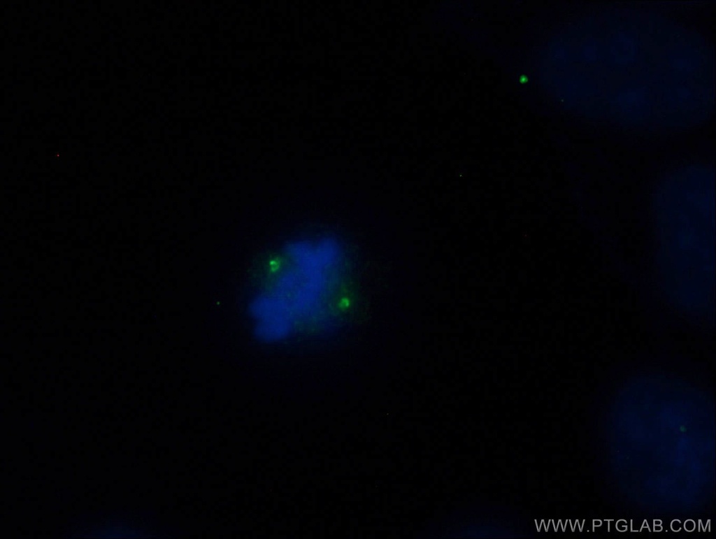 CNTROB Polyclonal antibody