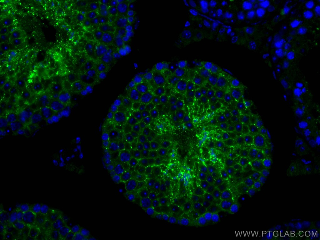 PRND Polyclonal antibody