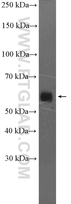 IFRD2 Polyclonal antibody