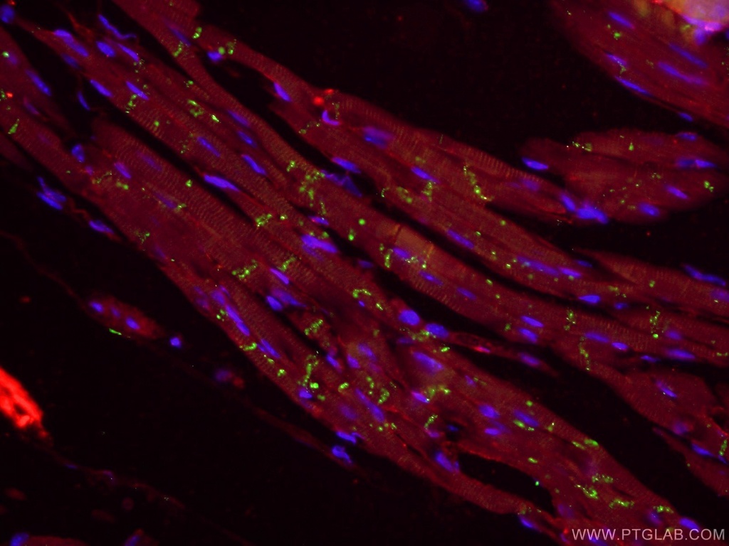 Connexin 43 Polyclonal antibody