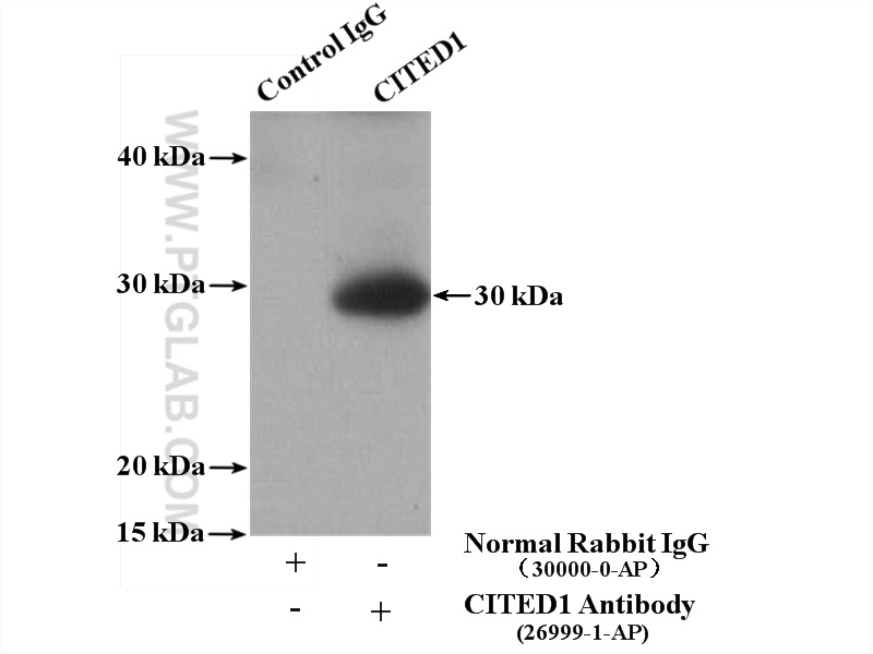 CITED1 Polyclonal antibody