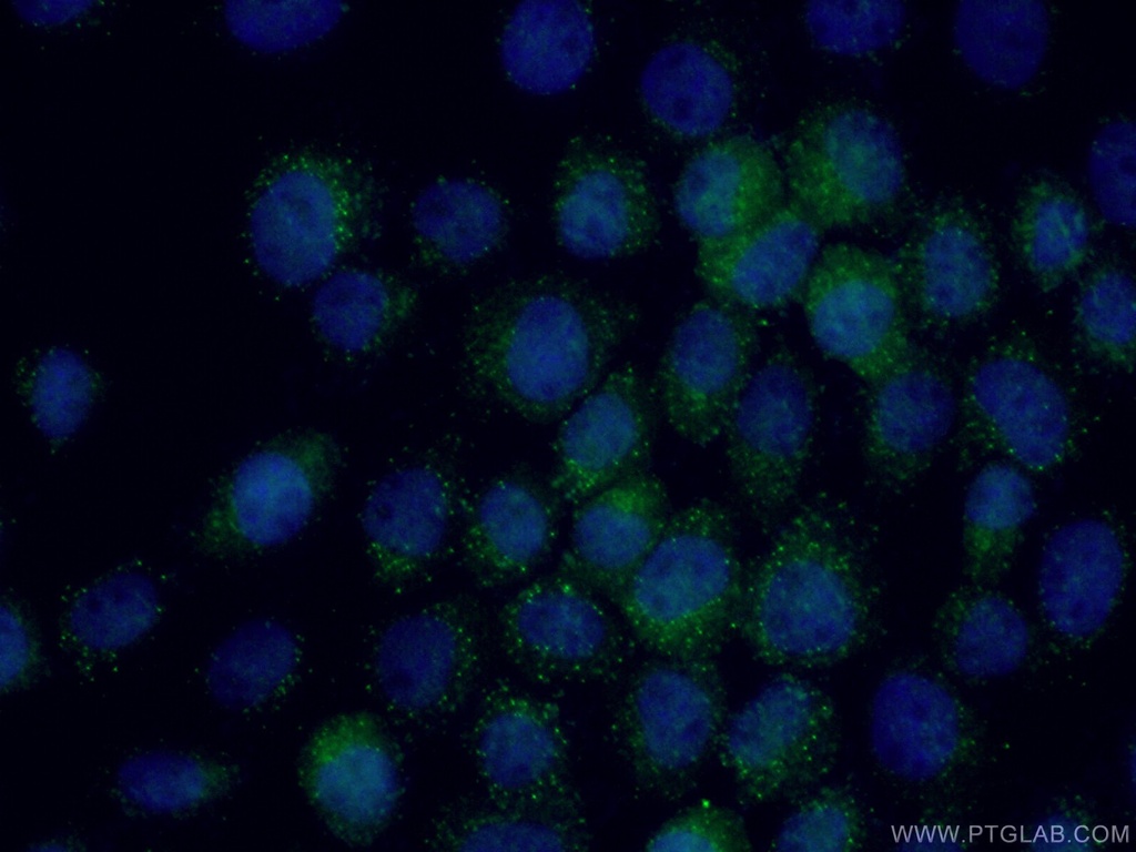 SHQ1 Polyclonal antibody