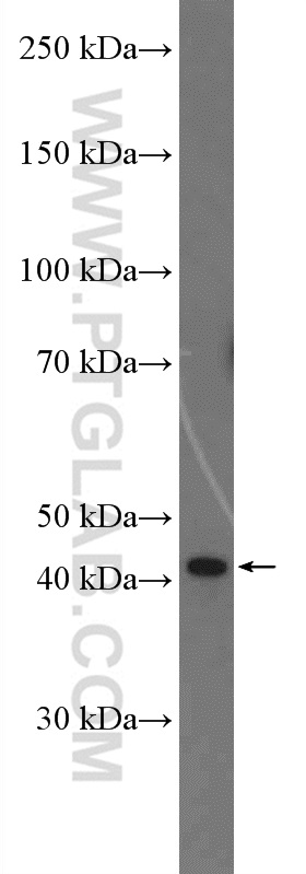 C3orf58 Polyclonal antibody