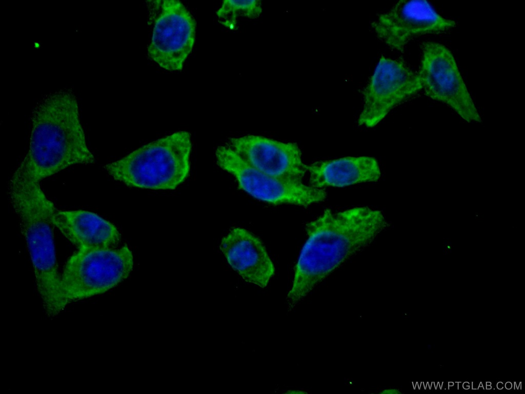 DOCK4 Polyclonal antibody