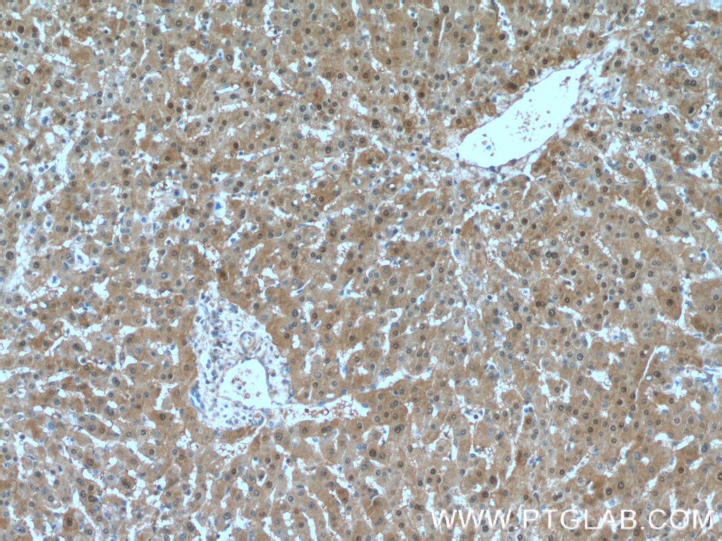 SELENBP1 Polyclonal antibody