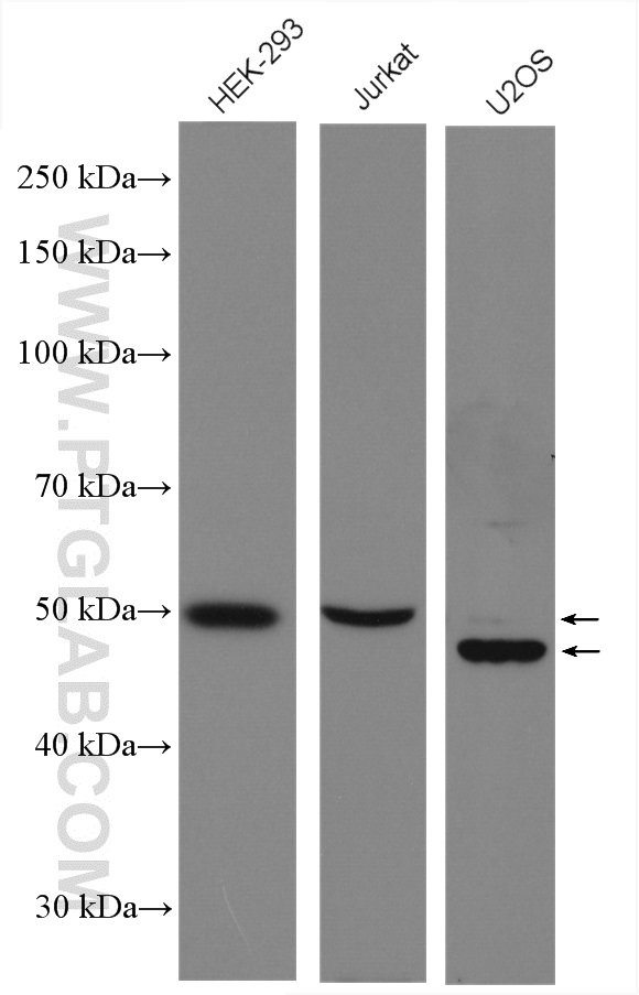 Cyclin A2 Polyclonal antibody