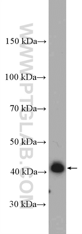AS3MT Polyclonal antibody