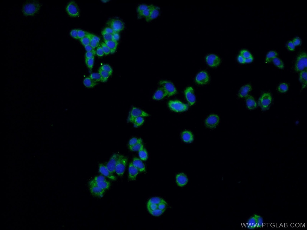 CNTF Polyclonal antibody