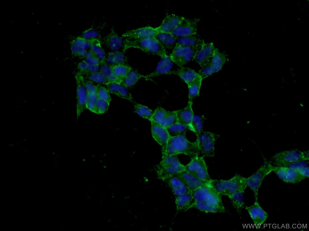 HEK 293 cells Polyclonal antibody