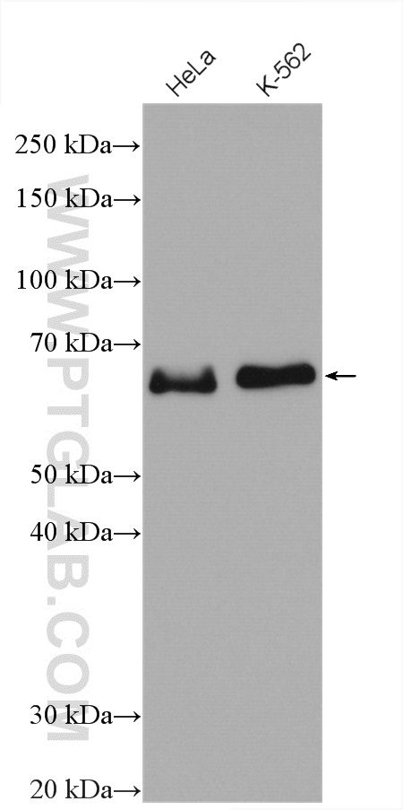 ELK1 Polyclonal antibody