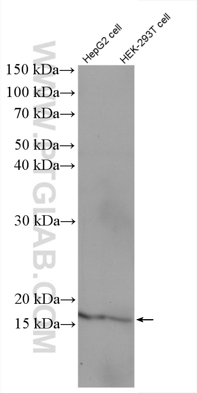 MED9 Polyclonal antibody