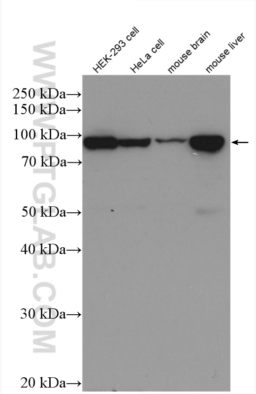 COPB1 Polyclonal antibody