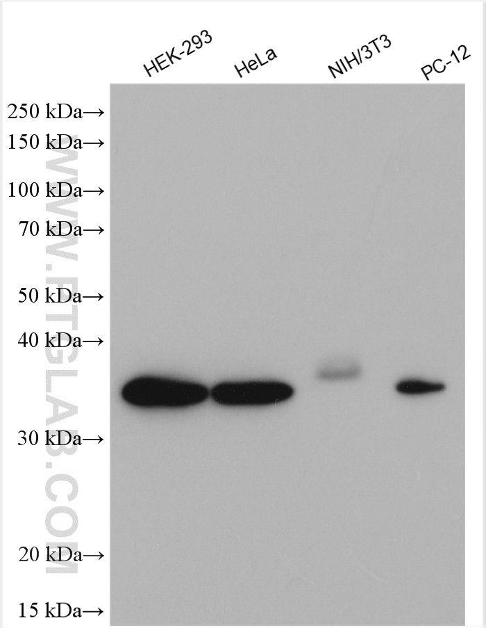JAB1 Polyclonal antibody