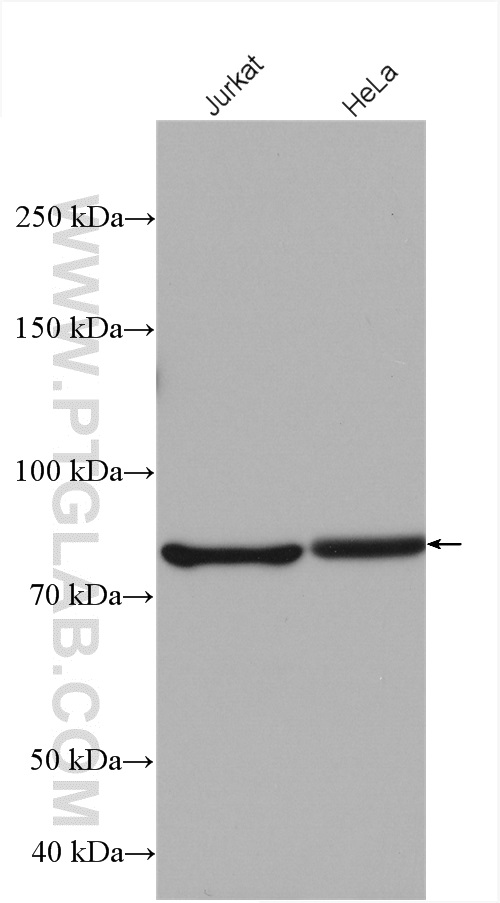 SUN2 Polyclonal antibody