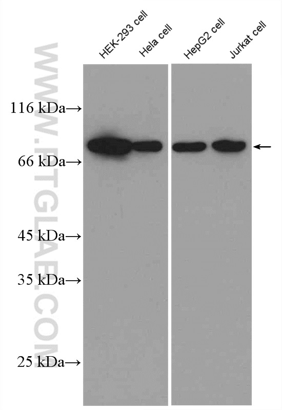 Alpha Taxilin Polyclonal antibody