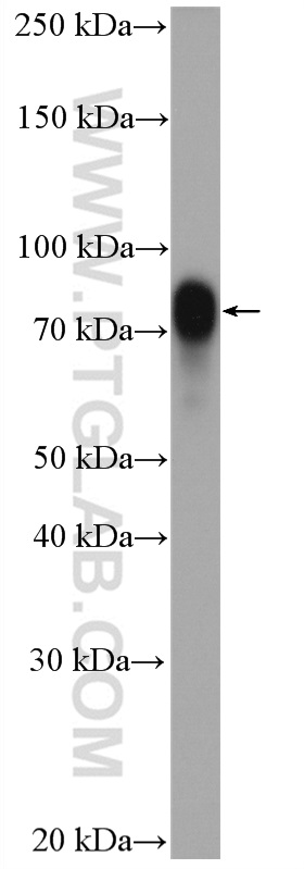 CRTC1 Polyclonal antibody