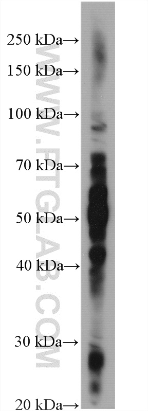 CHO cells Polyclonal antibody