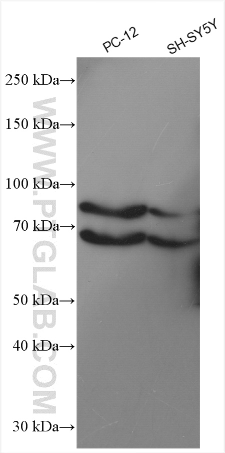 SEMA3A Polyclonal antibody