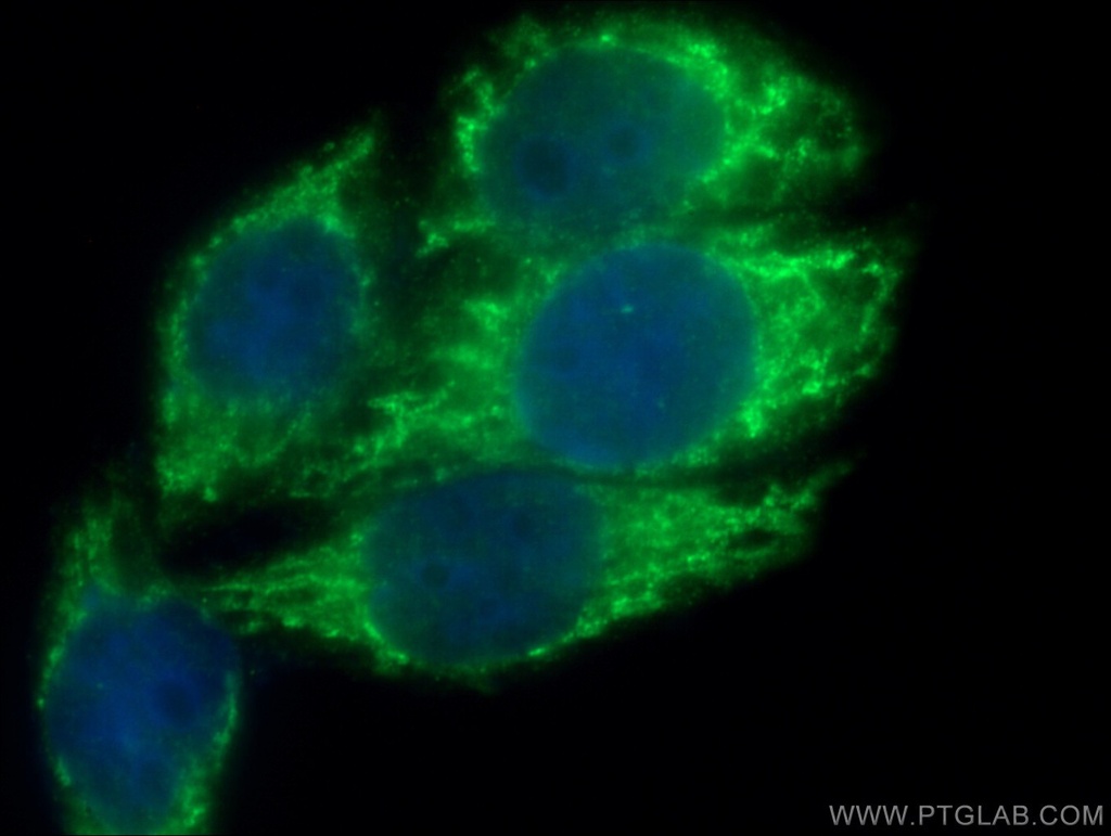 Titin Polyclonal antibody