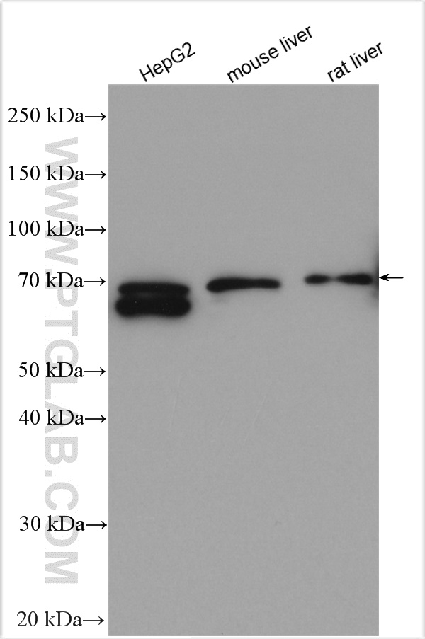 PCSK9 Polyclonal antibody