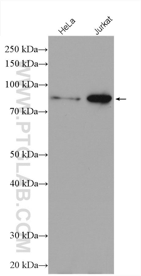 ZBTB24 Polyclonal antibody