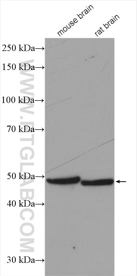 MAGT1 Polyclonal antibody