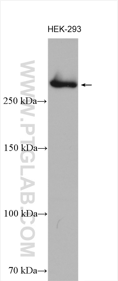 CENPE Polyclonal antibody