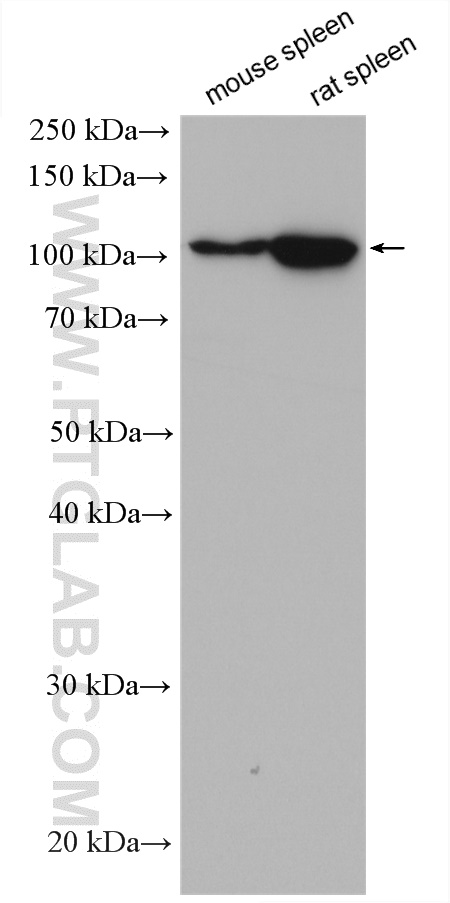 PTPRK Polyclonal antibody