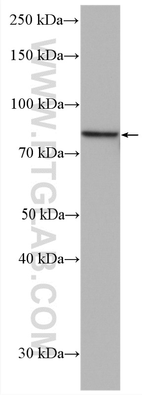 PLEKHH3 Polyclonal antibody
