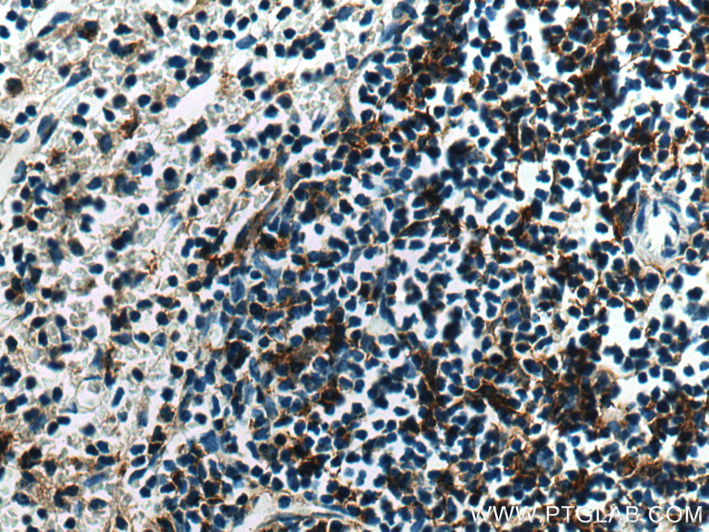 NCF1 Polyclonal antibody